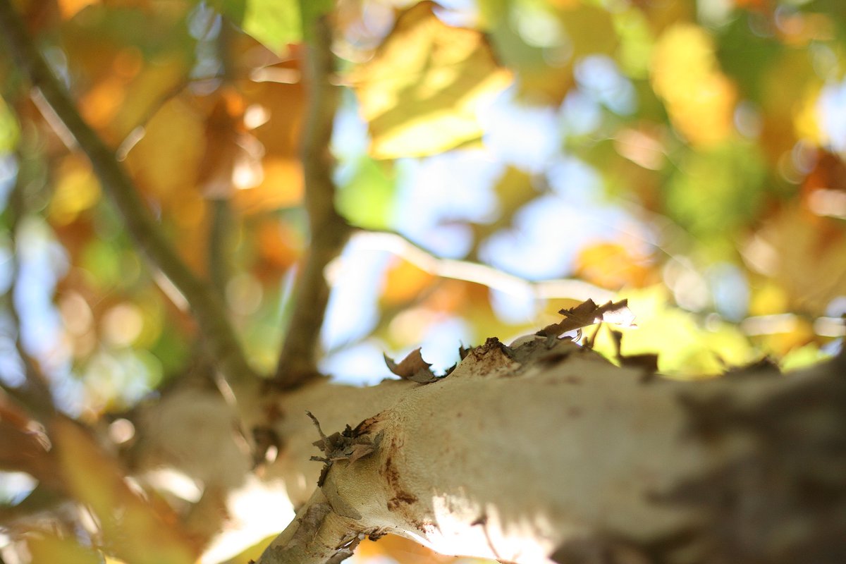 ms_nature's tweet photo. Anyone in Mississippi able to identify what species of tree this is? Comment below! #TreeTime #TNCMS #nature #conservation https://t.co/uNsUrzVJcC