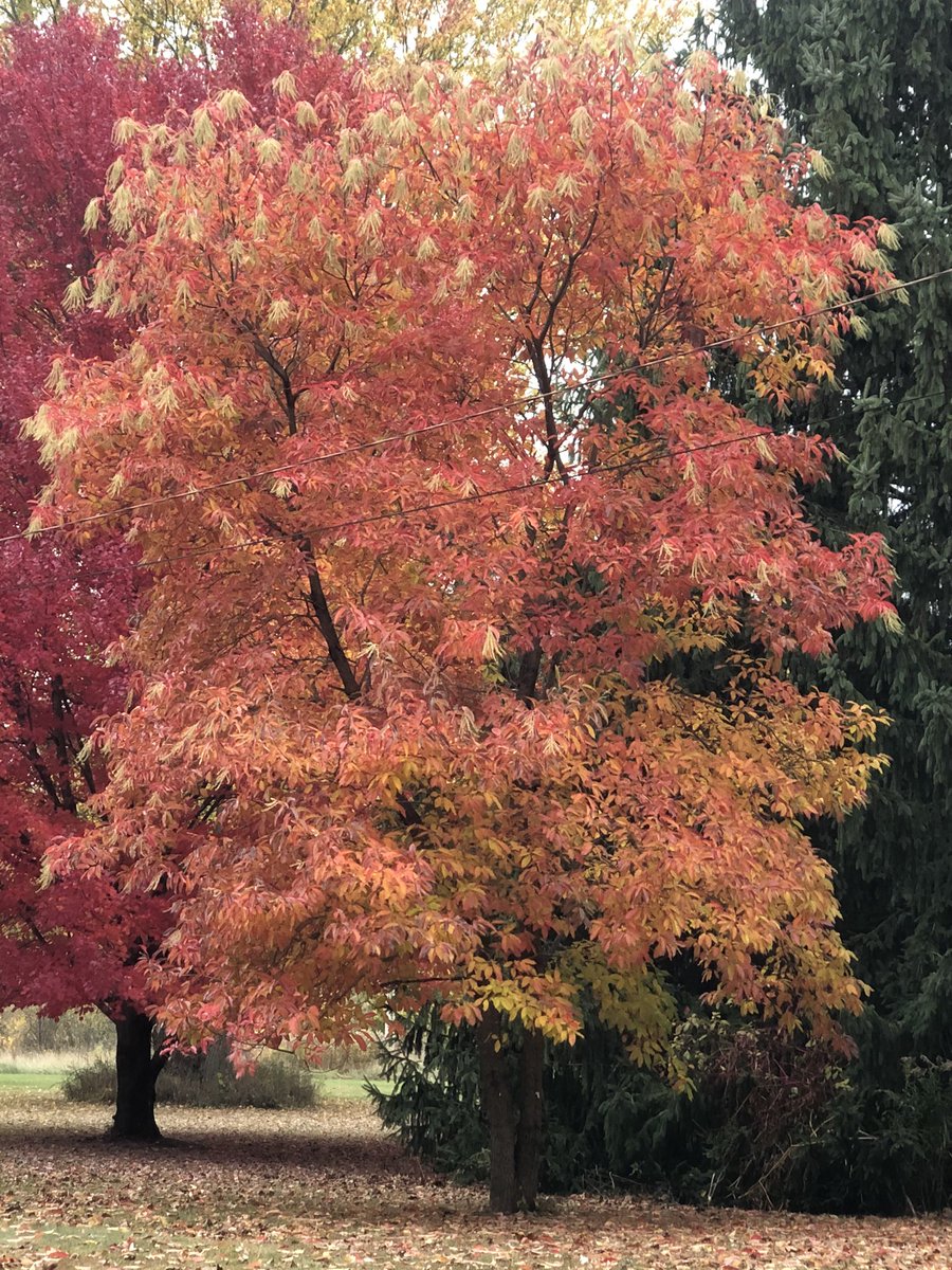 Lemonade93's tweet photo. @MelissaMoore77 Here’s a tree of the day from Indiana🙌🏻😊 https://t.co/gFmbB4k3QF