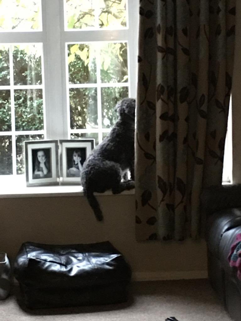 Whiffenpuff's tweet photo. On Friday I left to collect kids from school at 3pm dropped them home then set off straight for Eastbourne. Doggo sat on the window sill till dinner time waiting for me 😭😭😭😭 #dogsoftwitter #someoneLovesMe 💔 https://t.co/JKBOh2GOMs