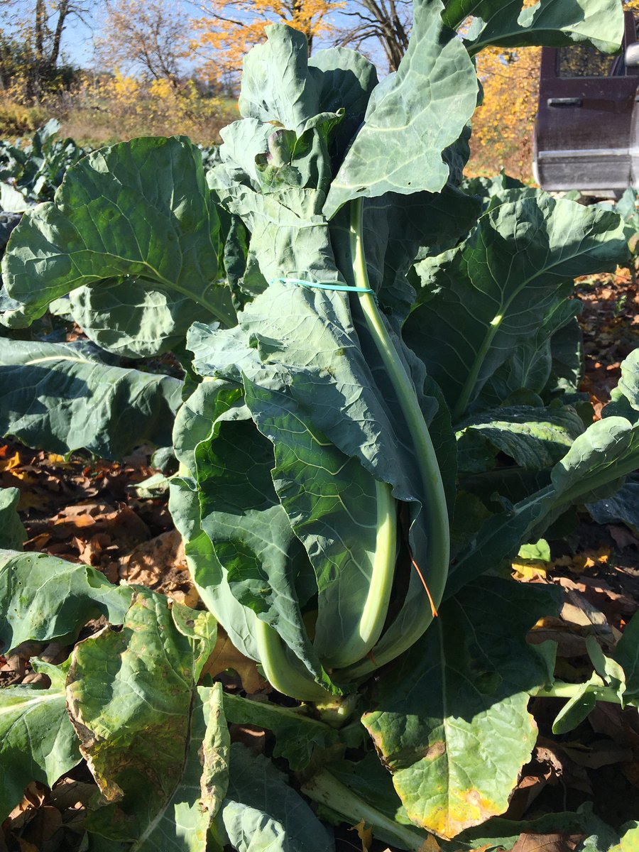 #dyk what this is? Some hints - it's a vegetable growing in our fields right now, it’s related to kale, and lots of people use it in dishes pretending it’s something else. https://t.co/TNcMdk9SLB