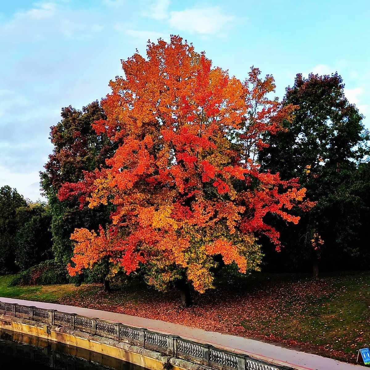 RLavrencic's tweet photo. This was what I wanted delegates at the Celebrating Languages Without Borders conference to see if @BCATML and @CASLT_ACPLS could have held a face-to-face conference. One of my favourite trees in full fall colours. Maybe next year? Photo credit @Mitchipoo. #clwb2020 #PSAday. https://t.co/e8vNsBlKCl