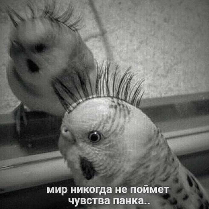 lomettt's tweet photo. когда я последний раз появлялась?напомните... https://t.co/6CsAcUBAji