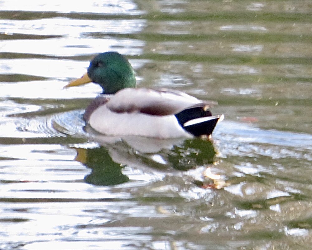 hapandcarol's tweet image. #HAPPINESS is finding several mallard ducks swimming in the pond well into October. They will soon be migrating. #ducksstillaround #migratingsoon #mallardducks