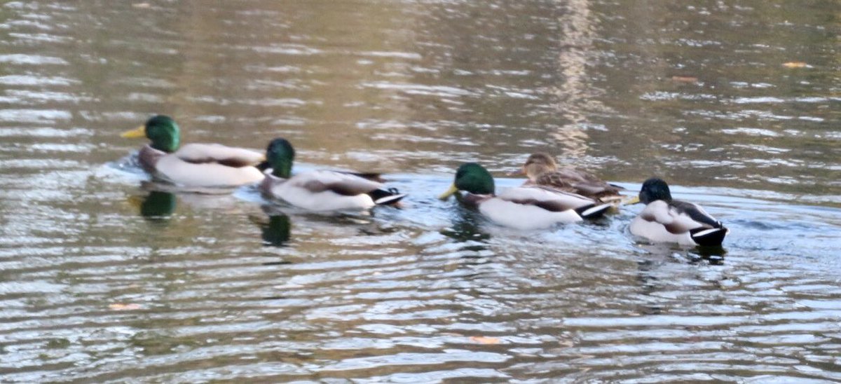 hapandcarol's tweet image. #HAPPINESS is finding several mallard ducks swimming in the pond well into October. They will soon be migrating. #ducksstillaround #migratingsoon #mallardducks