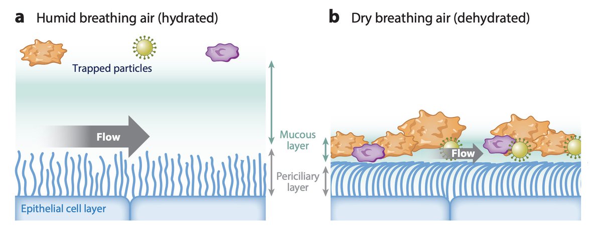 MCC is a key mechanism of removal of inhaled particles, including viruses and bacteria. It is a primary defense mechanism of the respiratory tract. The dry air dehydrates the mucus and periciliary layer, impairing MCC. (3/n) https://www.annualreviews.org/doi/abs/1...