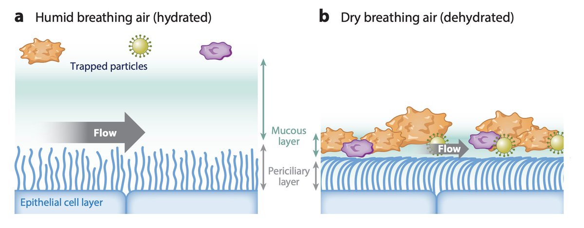 MCC is a key mechanism of removal of inhaled particles, including viruses and bacteria. It is a primary defense mechanism of the respiratory tract. The dry air dehydrates the mucus and periciliary layer, impairing MCC. (3/n) https://www.annualreviews.org/doi/abs/10.1146/annurev-virology-012420-022445