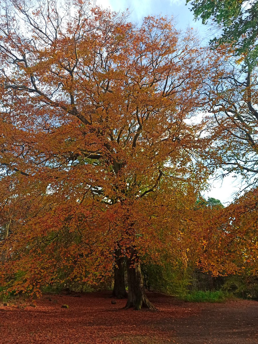 NereisFletcher's tweet photo. 📌 Corstorphine Hill, Edinburgh https://t.co/odiN2zx52q