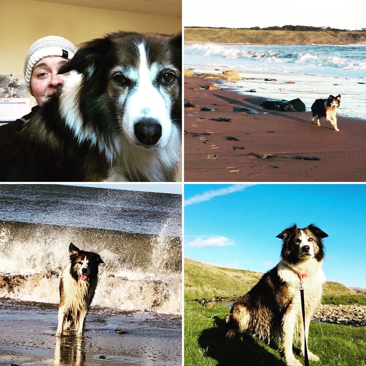 #nationaldogadoptionday  Our beautiful girl, Ailsa. We are blessed. 🐾🐾💕😍