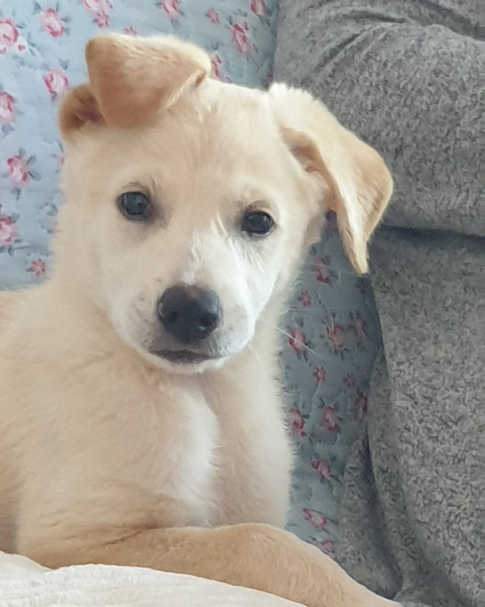 Venetia House (Hock) tweet media