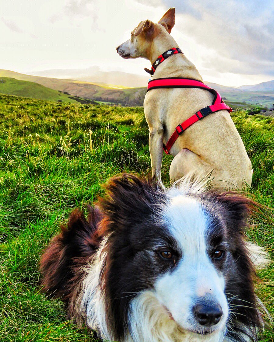 oldcrofthouse's tweet photo. Sunday’s are made for walking with friends...
#iwouldnotwishanycompanionintheworldbutyou #thetempest #ShakespeareSunday 
#sociallydistanced #walking #notasoulinsight #reconnect #walkwithfriends #getoutside #freshair #freedom #bedandbreakfast #kirkbystephen #Cumbria @VisitEden https://t.co/GEJI1XtwwZ