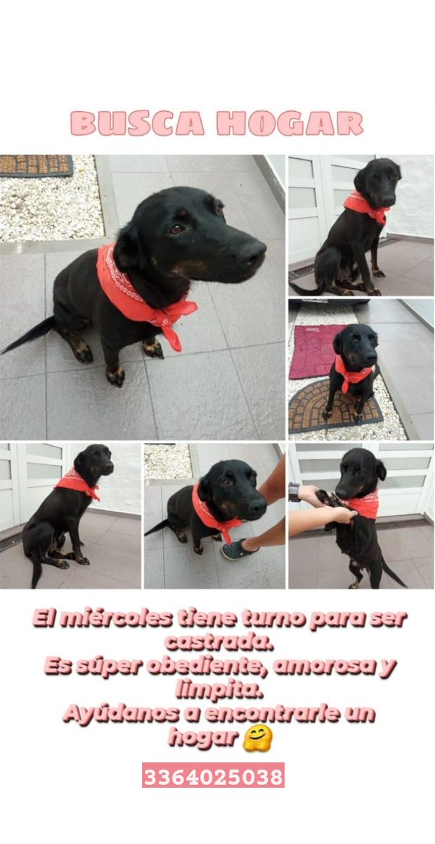 Lucialib13's tweet photo. ‼Difundir🙏🐶‼
Ayudame a encontrarle un hogar🙏 https://t.co/vqJi8f8krf