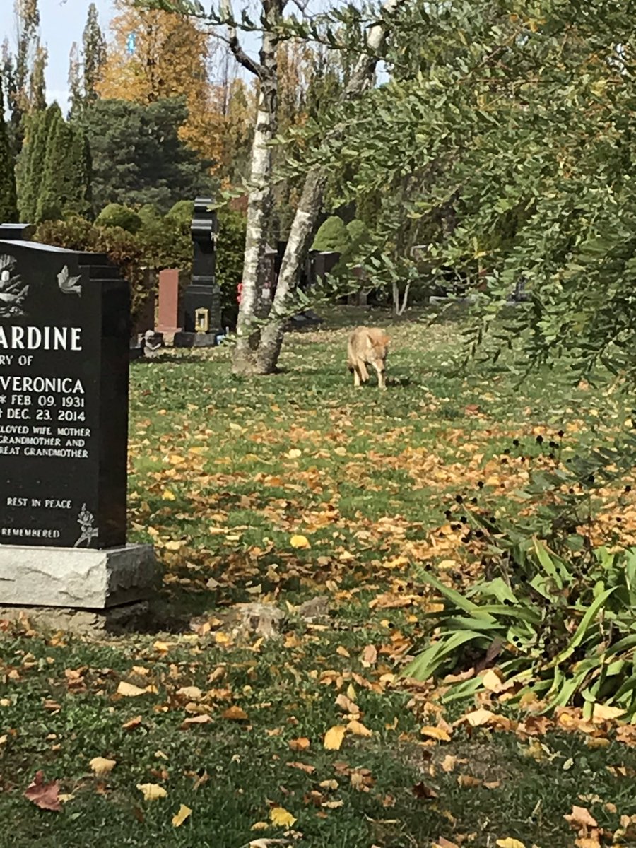 loriivesbaine's tweet photo. More photos focused on memories, life in the cemetery near our home and honouring a dear child. @BONnewsandnotes #bon2020 #bon2020virtuslwalk https://t.co/ddc1GyeFVj