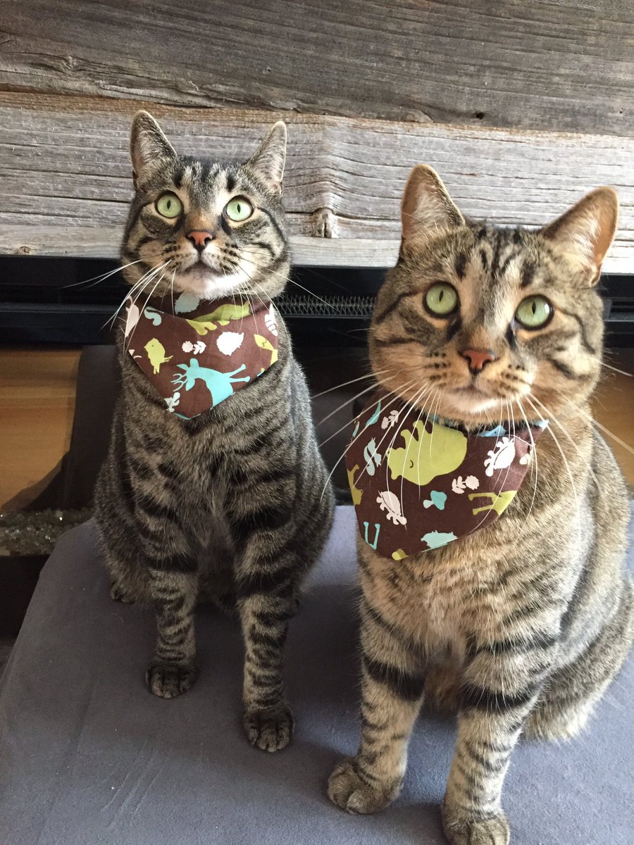 MsMacSmyj's tweet photo. Two paws 🐾 up to seven year old Dominic the host of “Talking about Cats @talkingcatspod. It’s awesome to see him sharing learning and communicating about something he is passionate about! Felix and Wesley are big fans! His dad Jordan also has a great Canadian show @NighTimePod. https://t.co/tqJ0oKGvWQ