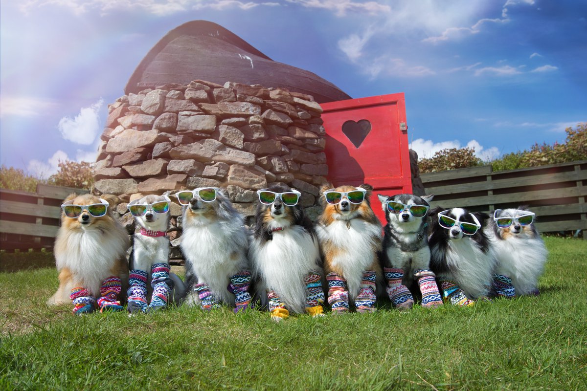 TASCFundraising's tweet photo. To everyone ordering the #amazing #Calendars by @Hobbitpawsdogs  please be assured we are receiving your orders &amp; upon dispatch you will receive an email.  Thank you again for your support &amp; order yours now to avoid disappointment https://t.co/98emdawnj8 #PerfectXmasGift https://t.co/CTkOUqlpYl