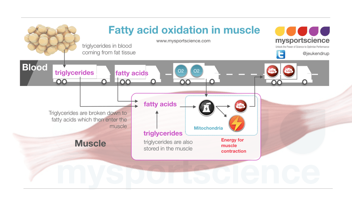 Jeukendrup's tweet image. Fat burning: how does it work? bit.ly/3gT9FUn