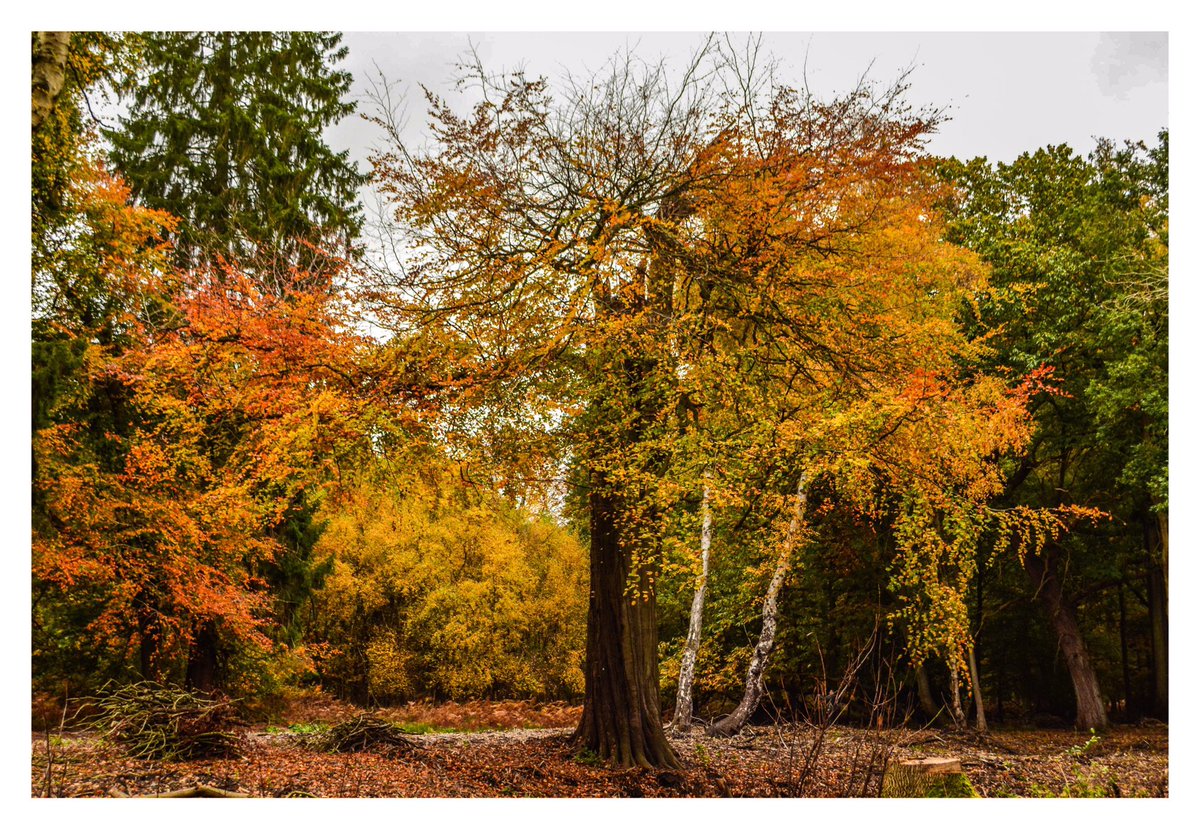 Some trees a like art 🍂 from my forest walk yesterday @AshridgeNT #autumn #treeart #artytree
