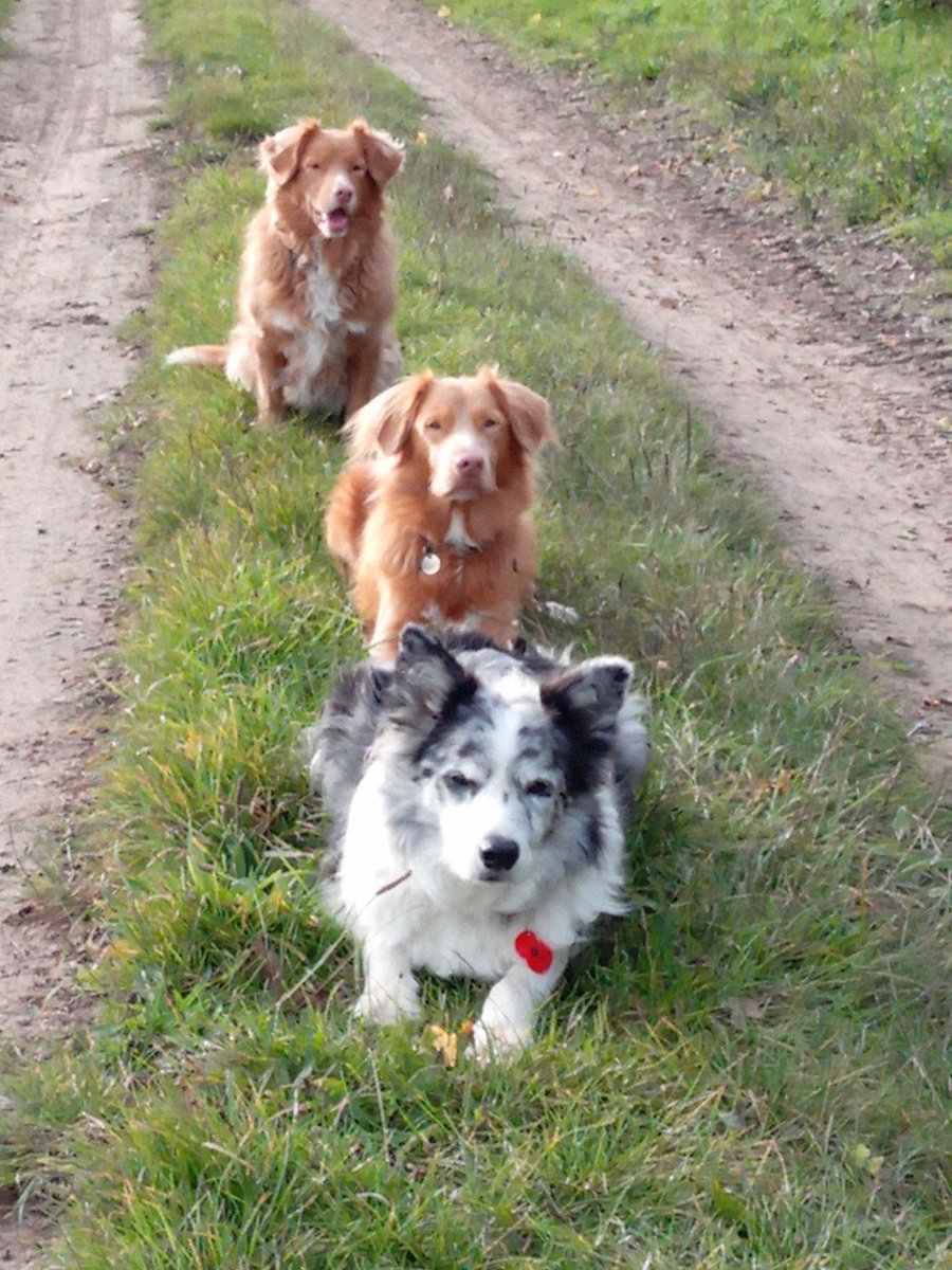 Fuzzycentre's tweet photo. @alexs_journey @burrowingbolt My Munchbunch are my life, my loves. Drive me crazy at times πbut ultimately keep me grounded & sane.
Still jealous of your beautiful Willow though! π¦β€οΈ
#animalassistedtherapy #HackBackCIC #AJCancerRehab #AlexandersJourney https://t.co/Bp8vWjTmNy
