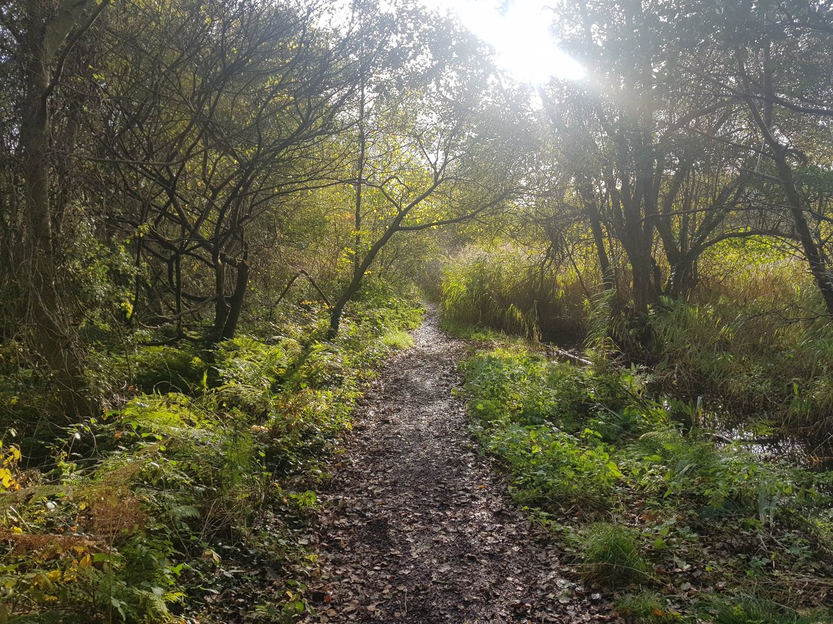 DrKathWalker's tweet photo. Lovely to follow in #Neolithic footsteps along the reconstructed #SweetTrack (3806BC) timber trackway in the #Somerset Levels this afternoon. https://t.co/jMOrnVWLSI