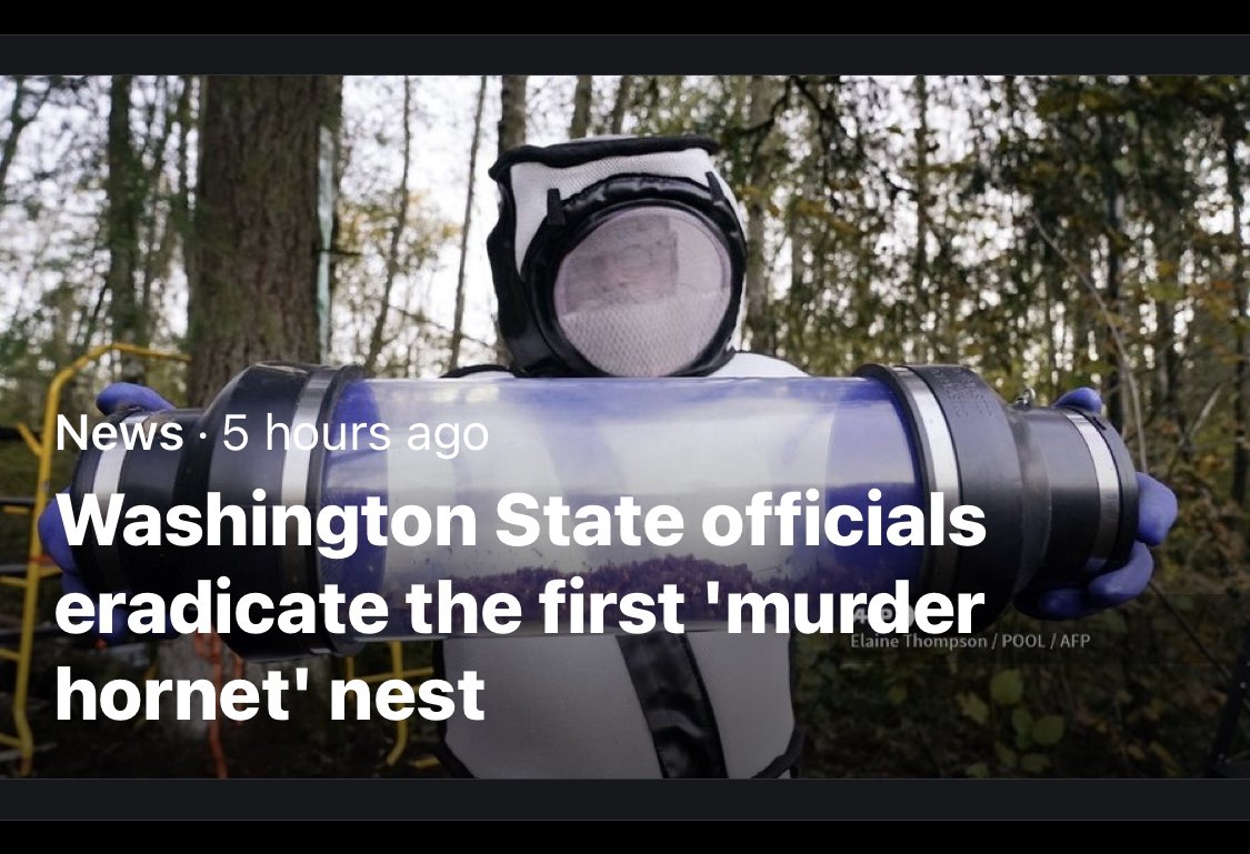 After a lengthy deliberation, washington state officials determined that the hornets were imposters and jettisoned them out into space