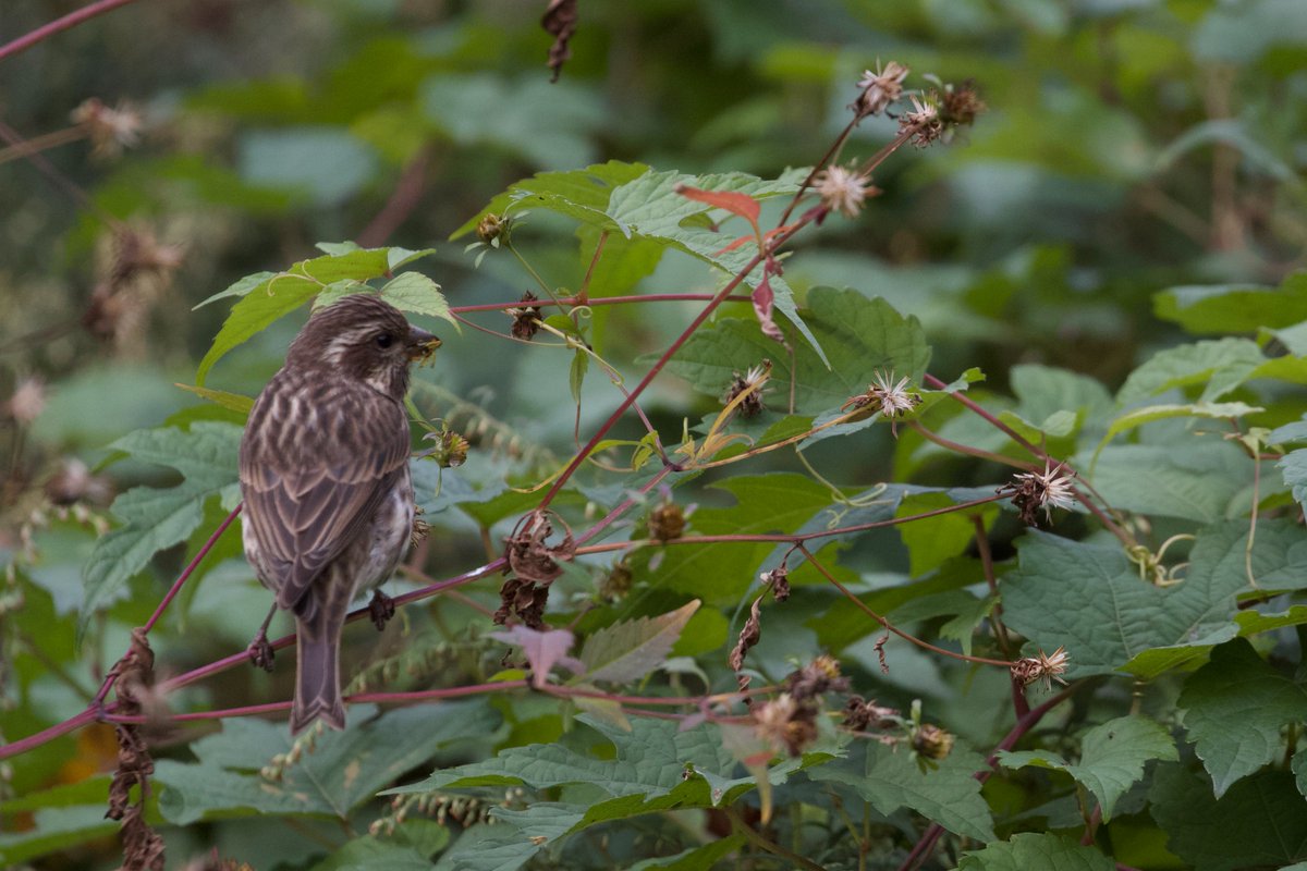 Pretty birds offering great looks at the Compost Heap this weekend! Blue-headed vireo, Carolina wren, pine siskin, and purple finch. #birdcp