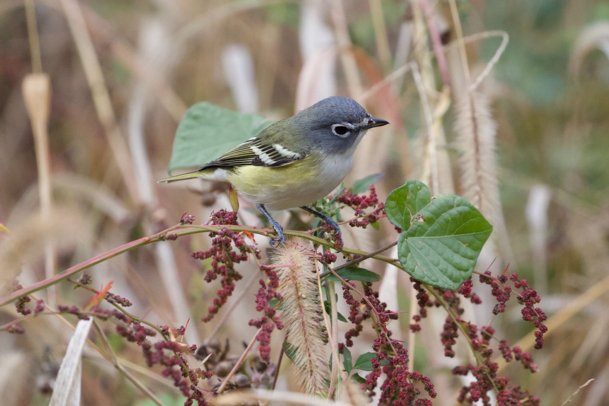 Efua Peterson tweet media