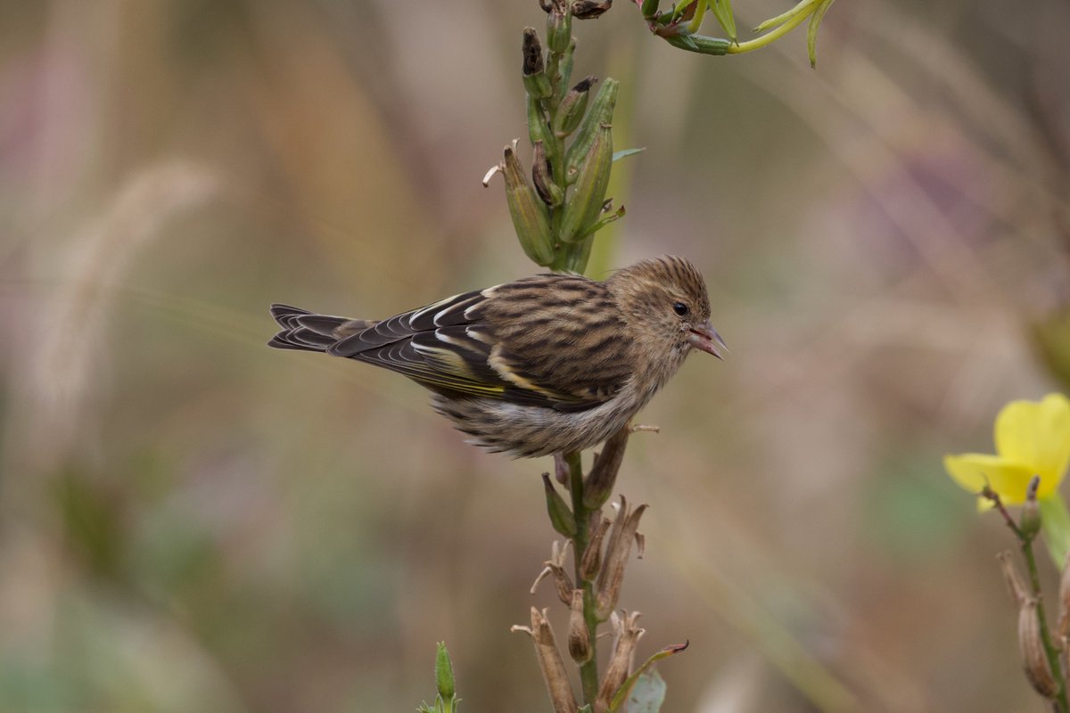 Efua Peterson tweet media