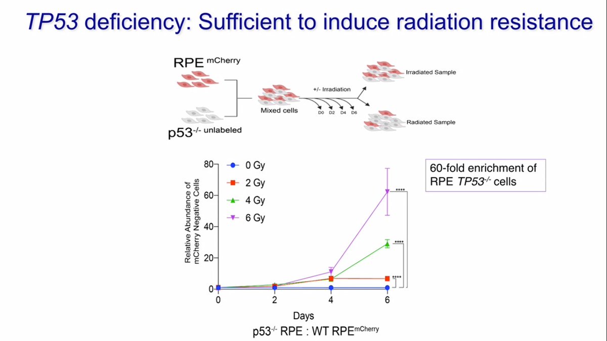 1/3 Interesting data from  @guptalabunc lab on cellular radioresistance mediated by TP53 which accelerates DNA-PK dependent DSB repair. #ASTRO20 #radbio