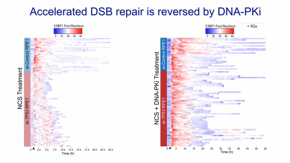 2/3  @guptalabunc reporting elegant cell based analyses to understand p53 dependent DSB repair kinetics and identify backup repair pathways in p53 deficient cells.p53 and radioresistance is complicated eg https://pubmed.ncbi.nlm.nih.gov/15197326/  https://pubmed.ncbi.nlm.nih.gov/15688024/  #ASTRO20 #radbio