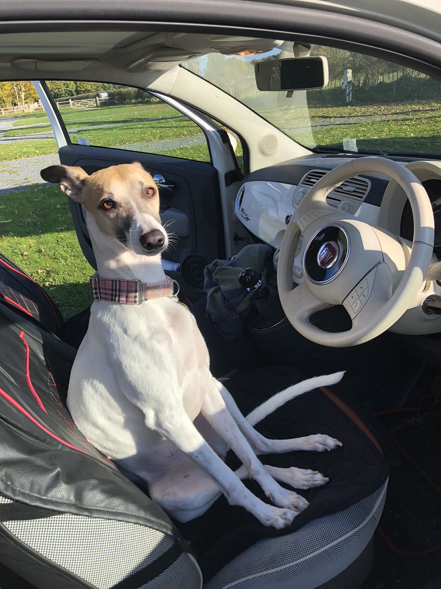 casalindi's tweet photo. @ZaraGreyhound @LurcherSOS Like the incredible gorgeous intelligent Flyball star ... Rooby Dog xx❤️😘❤️❤️❤️😘🐾🐾 https://t.co/xp4gNTQ1MG