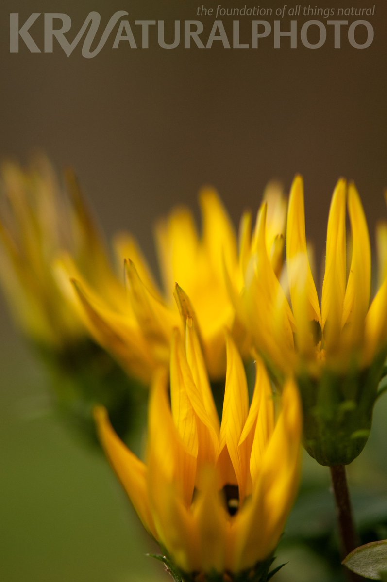 Anyone else living in upstate NY who loves photographing flowers working hard to extend the time you have to photograph them? #Flower #Photography #Nikon https://t.co/h1vDO55Mku
