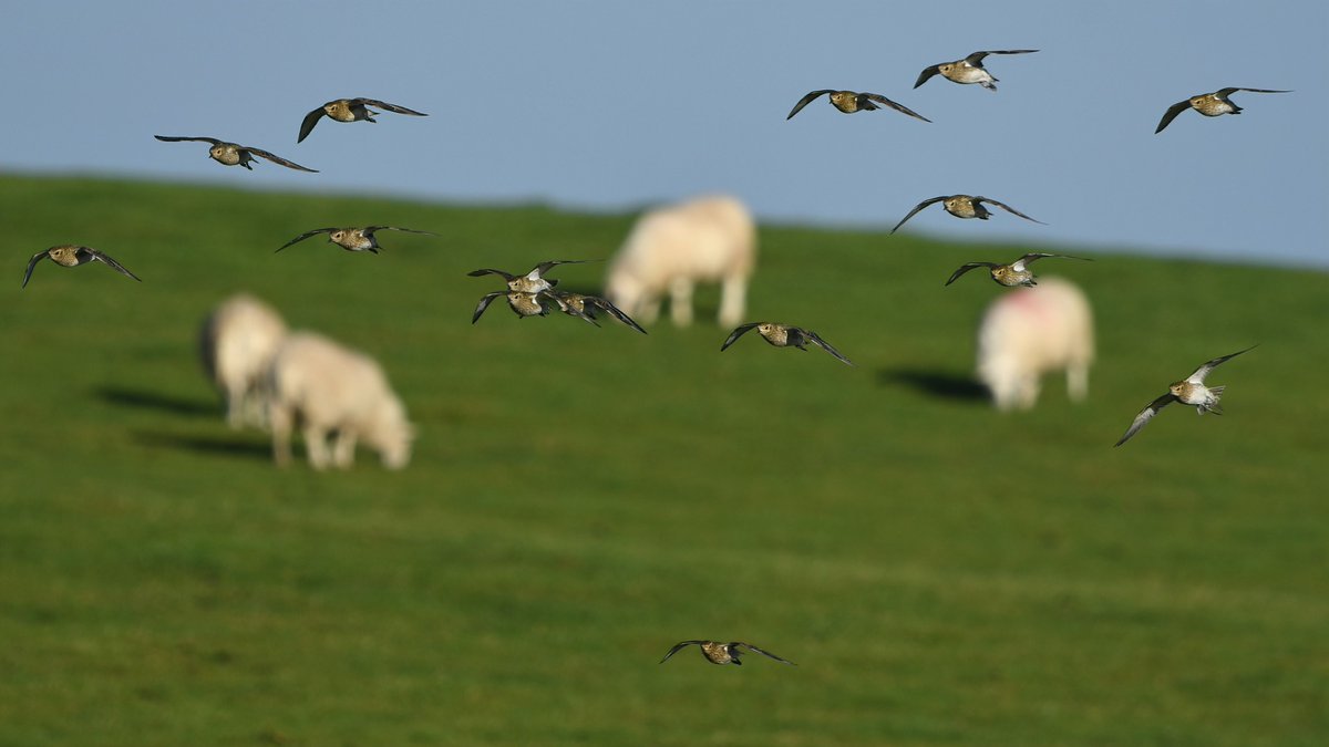 Golden plover over the Long mynd #Shropshire including a colour ringed bird , left leg red over silver? @sosbirds #waders #nikon https://t.co/FmuqyoI5uM