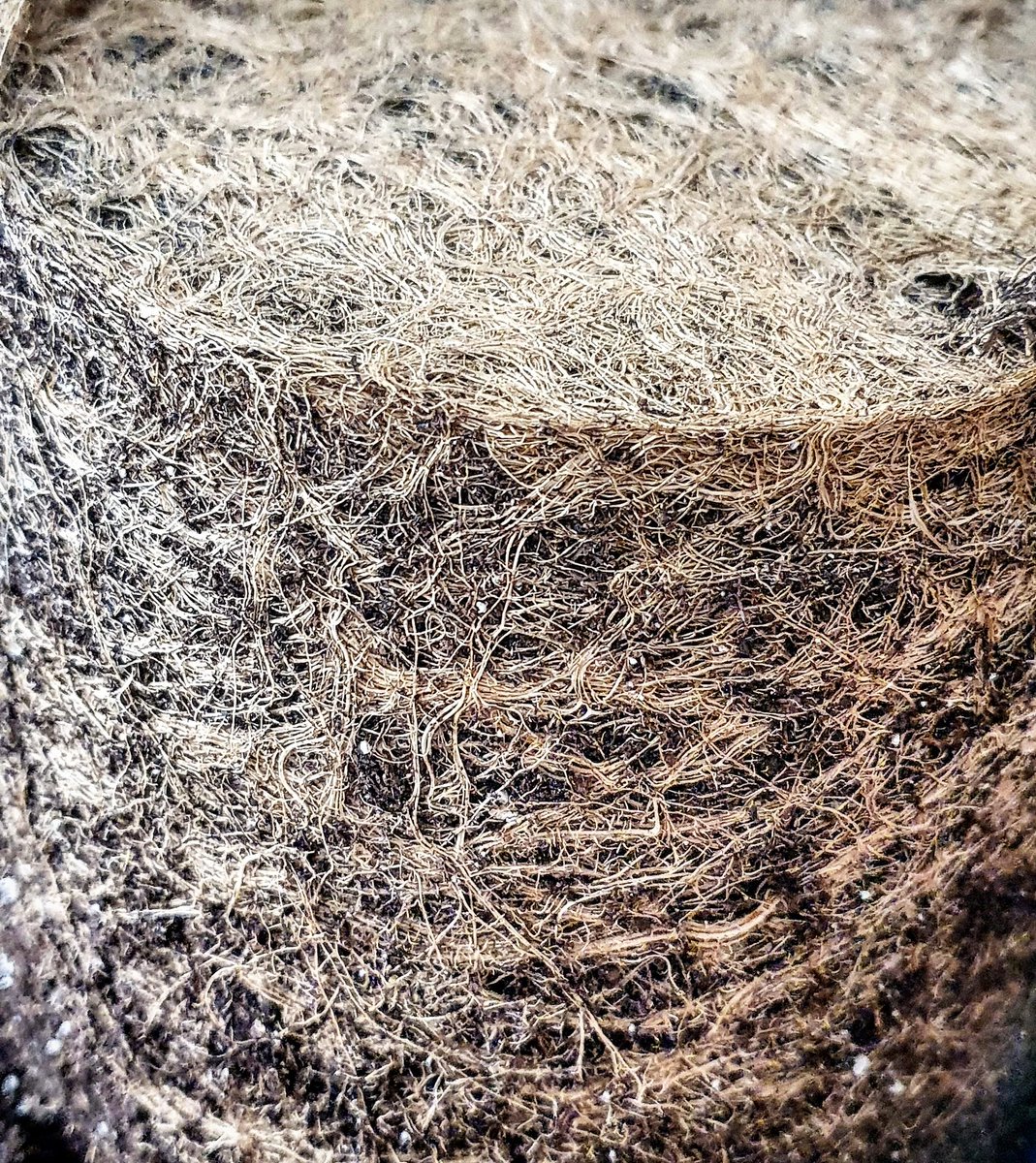 SamsaraSeeds's tweet photo. Lets end the weekend with some truly beautiful root art ππππ.
Capture a freshcut Punky Lion πͺπΌπͺπΌ.
.
.
.
.
#roots #rootphotography #art #punkylion #samsaraseeds #themysticseeds #hightimes #macro #photography https://t.co/mucHD2qrt6