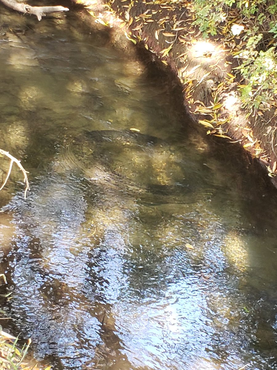 CNDNTrucker32's tweet photo. @LovesTravelStop this is absolutely disgusting &amp; disappointing tires &amp; garbage in the creek &amp; on the creek bed @ the Love's in Ellensburg WA https://t.co/Uo1NjGUOT6