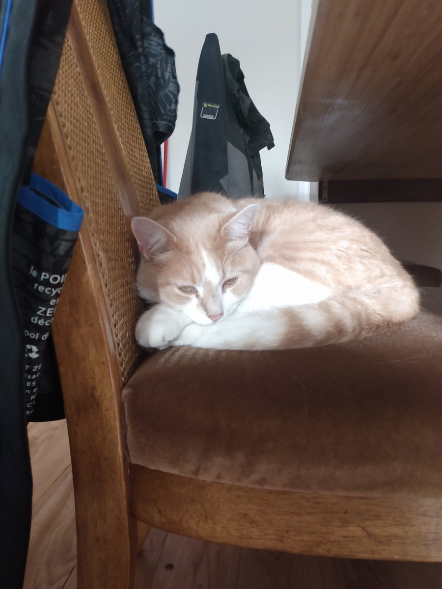 lebeauMartinB's tweet photo. Depuis le début de la Covid en Mars, Léo vient Chiller chez moi le dimanche #CatsOfTwitter #LeodaCat https://t.co/TRMbZsAFSw