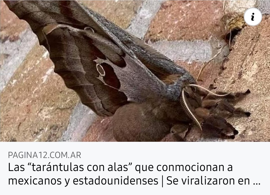 Batata Biónica tweet media