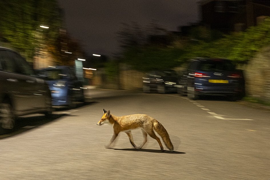 MattMaranPhoto's tweet photo. A young fox trots across the street in prime condition. Thick winter coat and bushy tail. #whatafox #lumixs1 @LumixUK https://t.co/fnJOpB9V0J