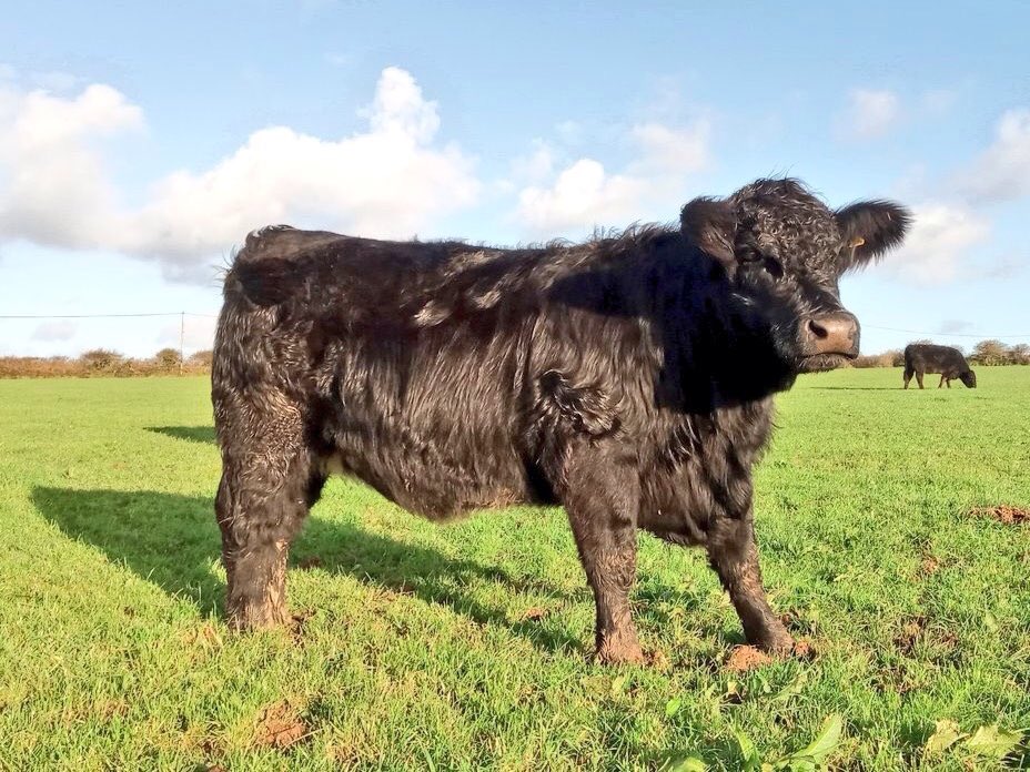 GDCTRYFILWBC's tweet photo. Tryfil Rosella 11th by Llechwedd Twm 35th ⁦@Welsh_Blacks⁩ in-calf heifer.
Heffer gyflo gryf yn hannu o waed buches Lammaston, Sir Benfro. A #NativeBreed heifer tracing back to the old Castlemartin strain of #WelshBlacks https://t.co/xacmrnI04E