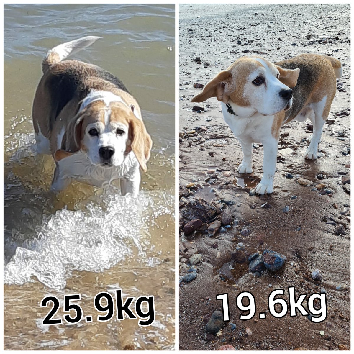 I did a diet. Not allowed nom noms anymore. I is handsome though.