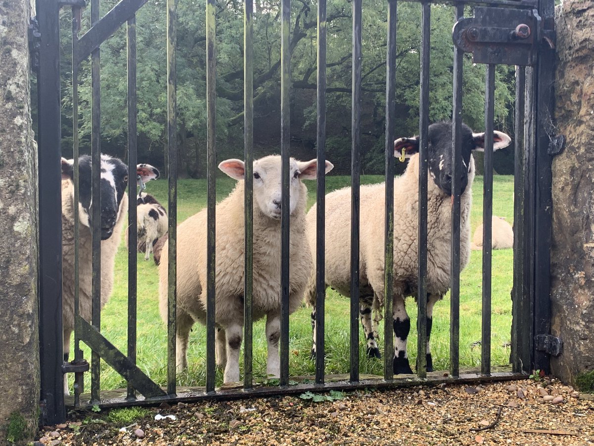 CannonHallFarm's tweet photo. Watching me, watching ewe! Ah ha! https://t.co/0LdwnL0zlF