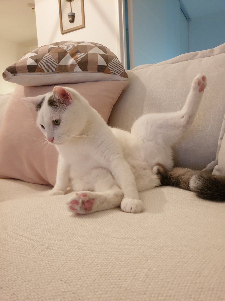 AnnaelleJargot's tweet photo. Mon filou 😻 https://t.co/bjO8H0C6sh