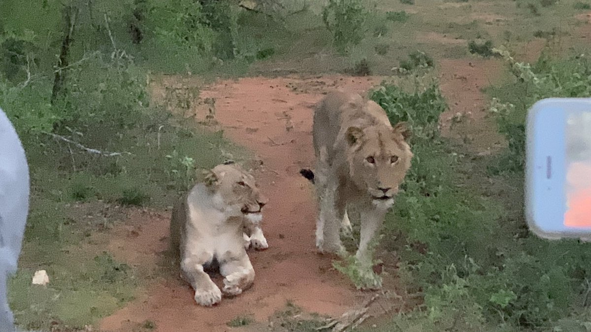 dr_lovelee's tweet photo. Today we stalked a pride of lions... only thing left to do was climb out the car and pet them they were THAT close... π¦
#BunduBashing π https://t.co/O8bjEGrqor