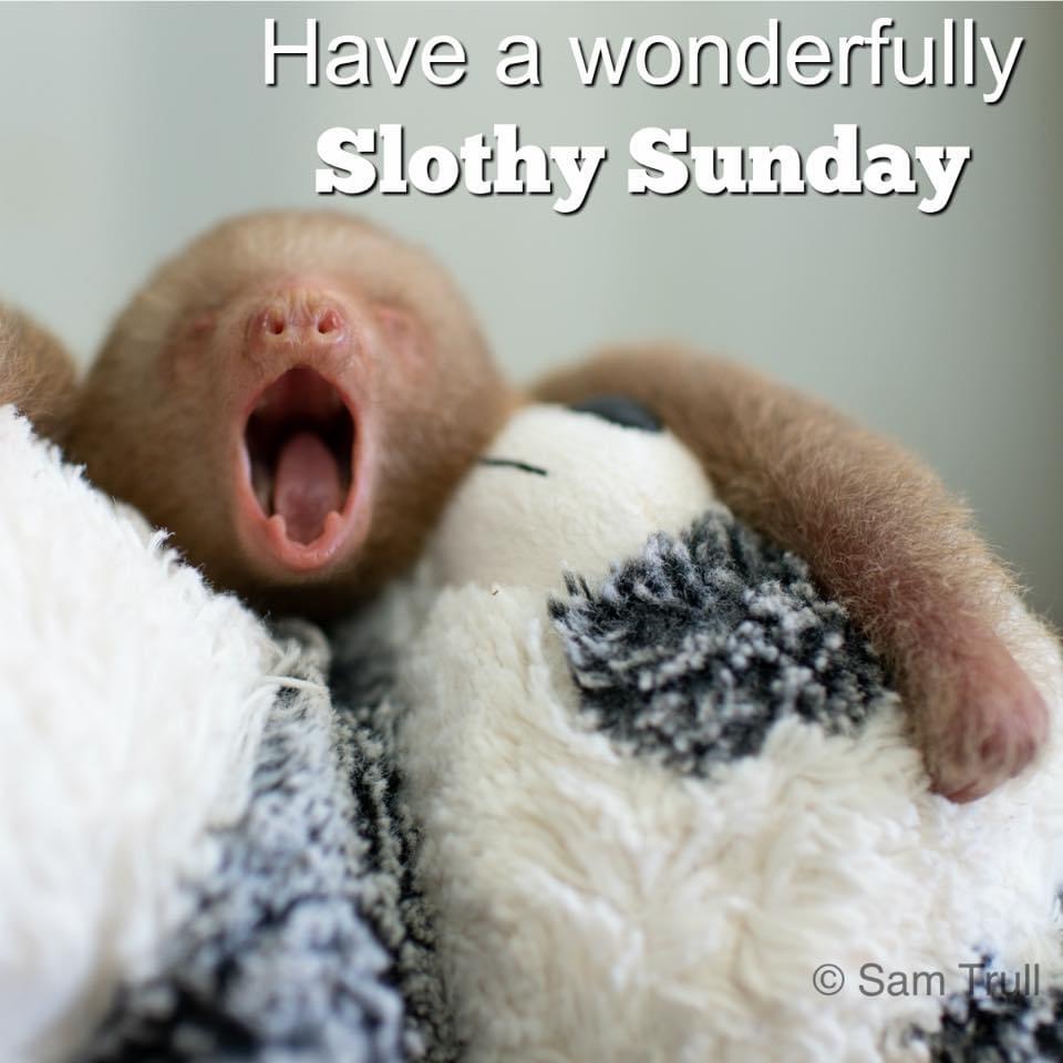 slothinstitute's tweet photo. Have a wonderful rest of the Sunday....
#HelpSloth #WeekendVibes #HappySunday #Sunday #Sloth #Smile #Happy #Slothlove #Notapet #Borntobewild #Nonprofit #CostaRica #Puravida #Saynotoslothselfies https://t.co/6V2YnBdyMa