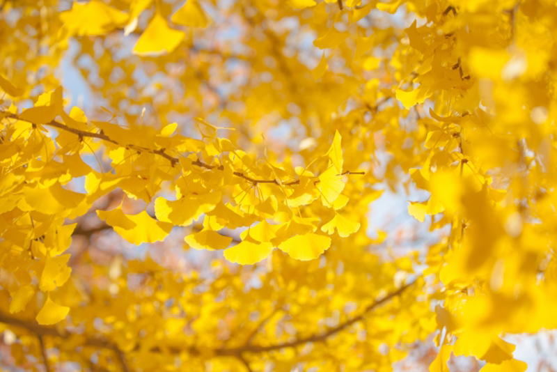 文一総合出版 公式 つ 新刊続々発売中 Al Twitter 10月26日 今日の 誕生花 は イチョウ イチョウは中国原産の裸子植物です 落葉高木であり 街路樹や公園樹 寺院や神社の境内にも多く植えられています 花言葉 は 荘厳 長寿 鎮魂