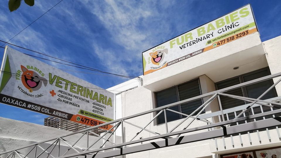 JMirusR's tweet photo. Si viven en León, no olviden llevar a tus mascotas con @MirusVet a #FurBabiesVet en #LeónGto.
Fibo approves.
Aquí un artículo para #CódigoPostal:
https://t.co/RDUwarLhGx
Calle Oaxaca 508, en la Arbide. Citas: 4775183293
#LeónTeCuida #LeónInforma #DaleLeón #Hiperlocal https://t.co/2YcJ58poBj