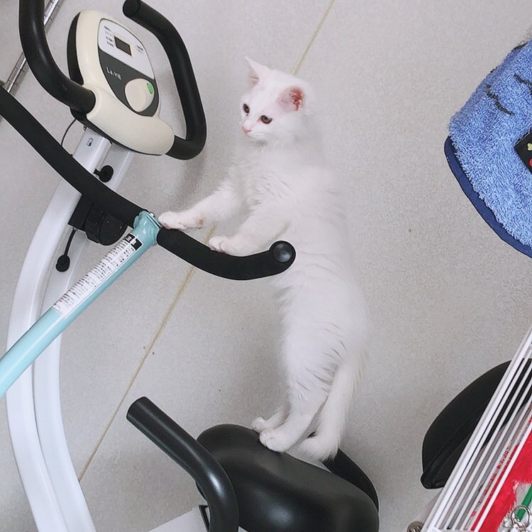 だいふくさん伸びてるよ🤣
みんなに太っちょって言われてダイエットかな?🐷まだまだ大丈夫よ!
#だいふくくん #猫 #伸びる猫 #白猫
#子猫 #猫ダイエット #猫のいる幸せ
#猫のいる暮らし #猫好きさんと繫がりたい #猫好きと繋がりたい https://t.co/gR1HtVFXzm