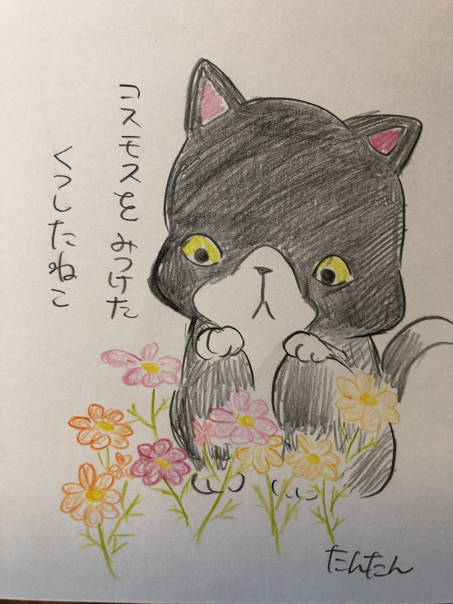 コスモスを見つけたくつしたねこ

#イラスト #猫
#色鉛筆 