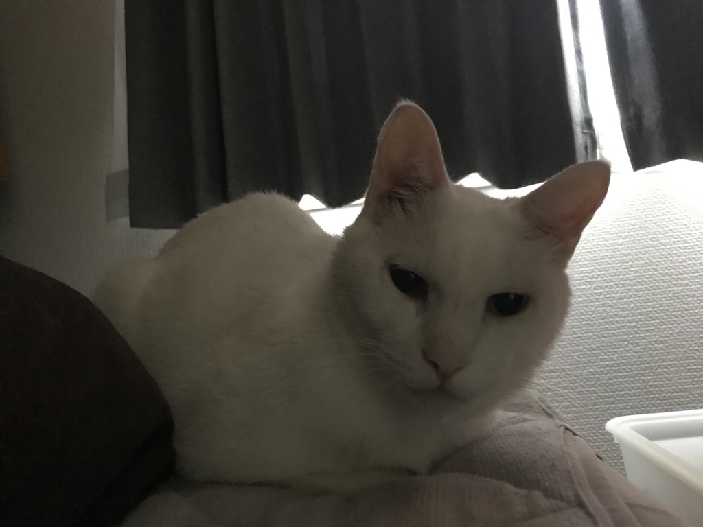 おはねこ!この顔の丸み、冬毛かな〜。
#ねこ #ねこのいる暮らし #猫好きさんと繋がりたい https://t.co/hR6dNZeeKb