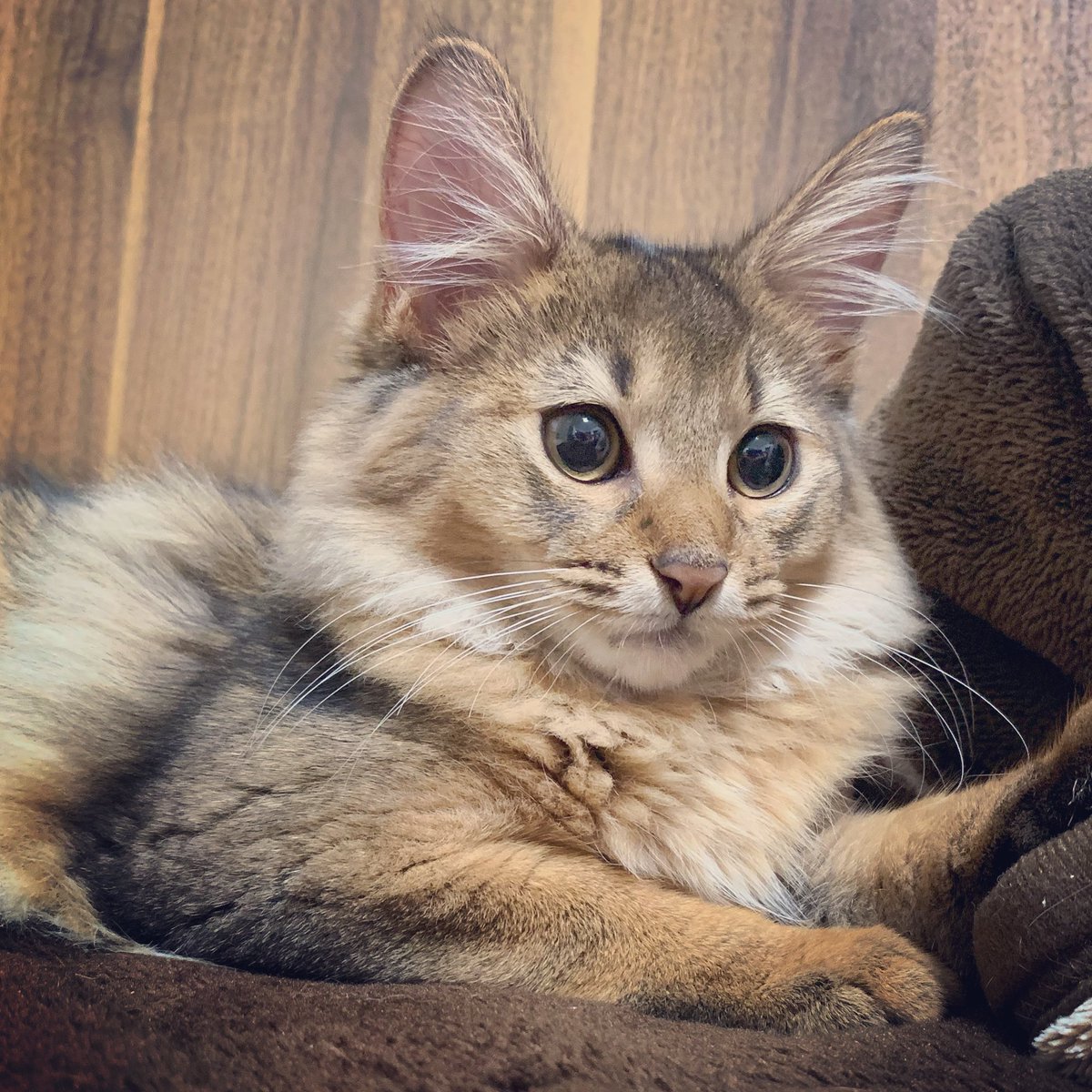 おそようございます
#猫 #ソマリ #ソマリルディ #子猫 https://t.co/BBTsPMnGBk