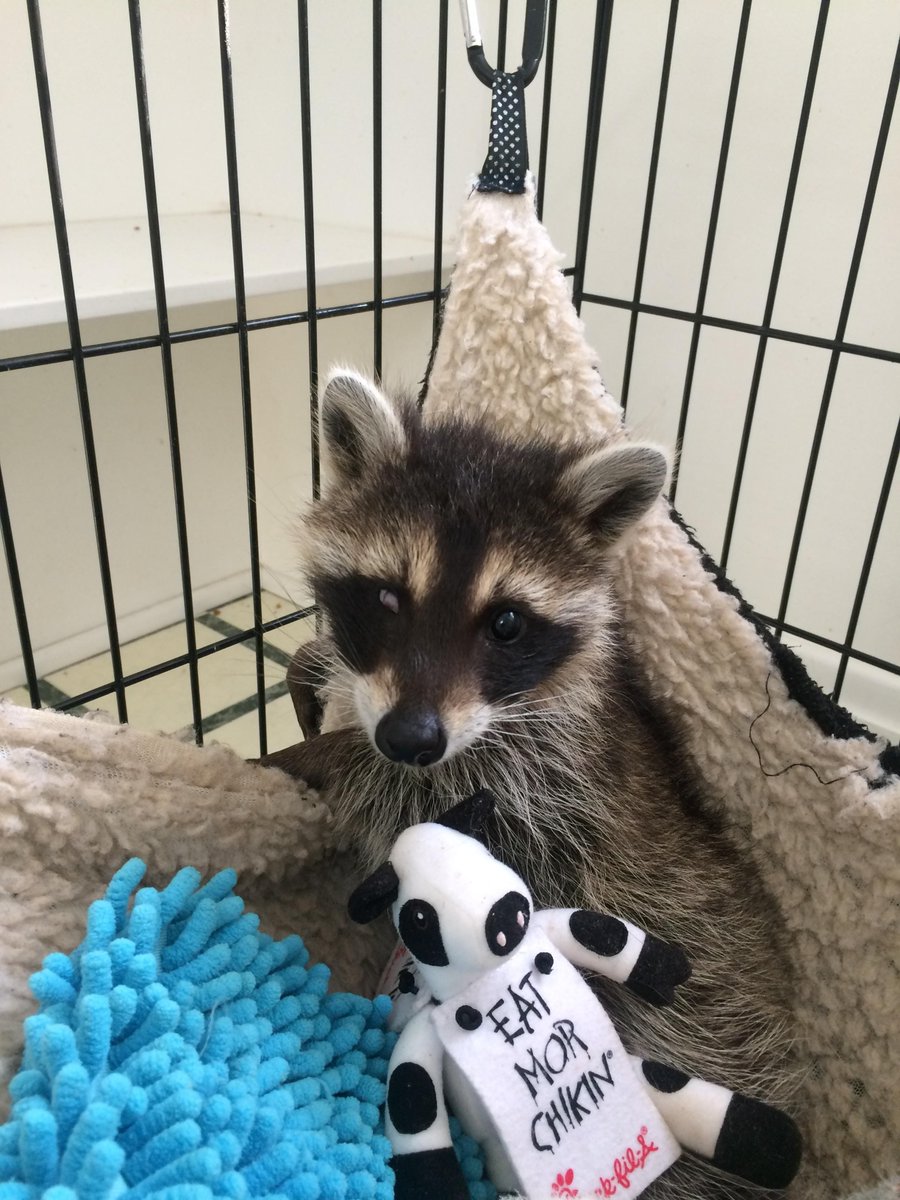 If you like raccoons open this thread !!