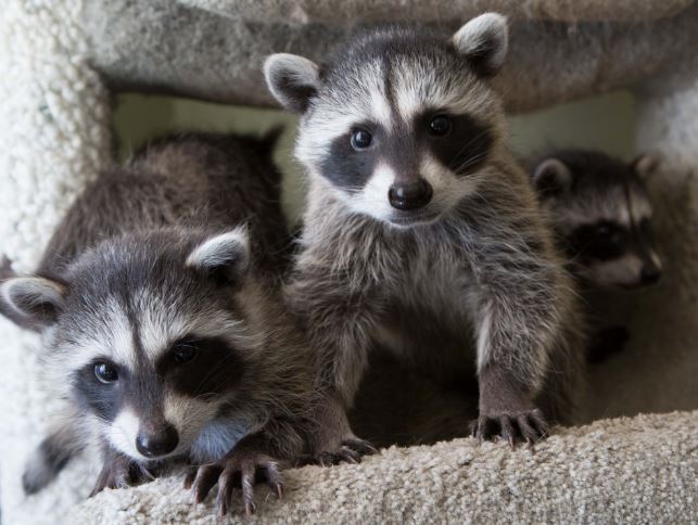 If you like raccoons open this thread !!
